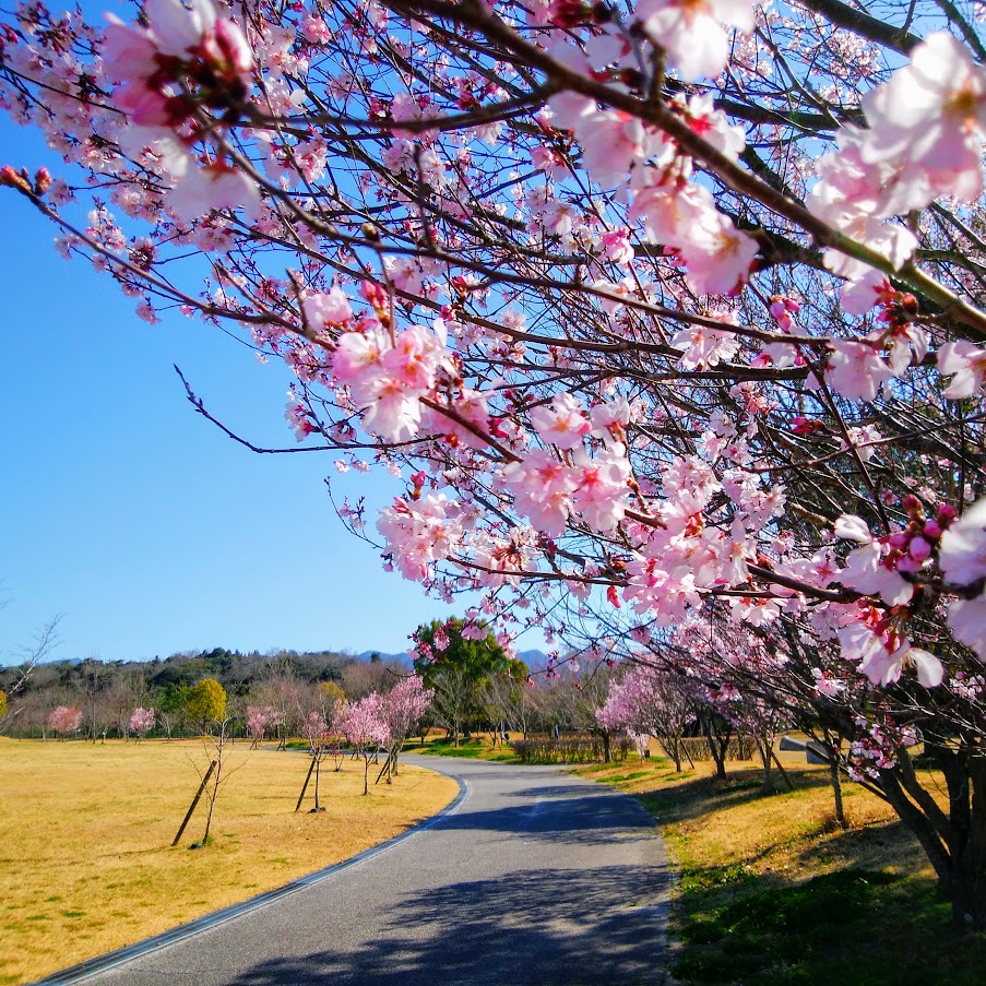 さぬき空港公園アドベンチャーゾーンの桜