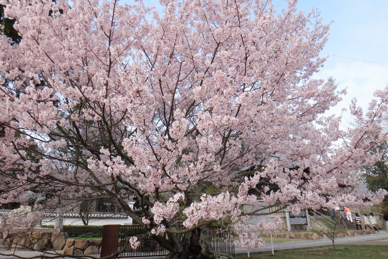 屋島寺四天門広場の可正桜
