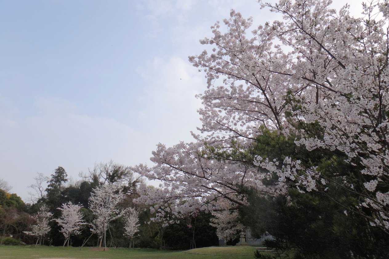 屋島寺四天門広場の可正桜　2015年4月撮影