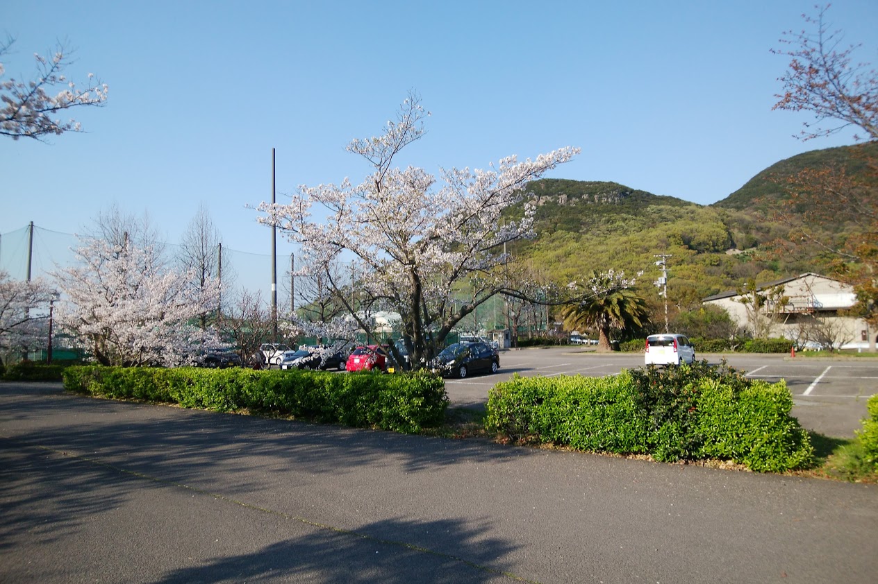 亀水バラ園の桜