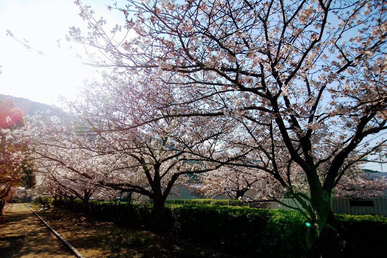 亀水バラ園の桜