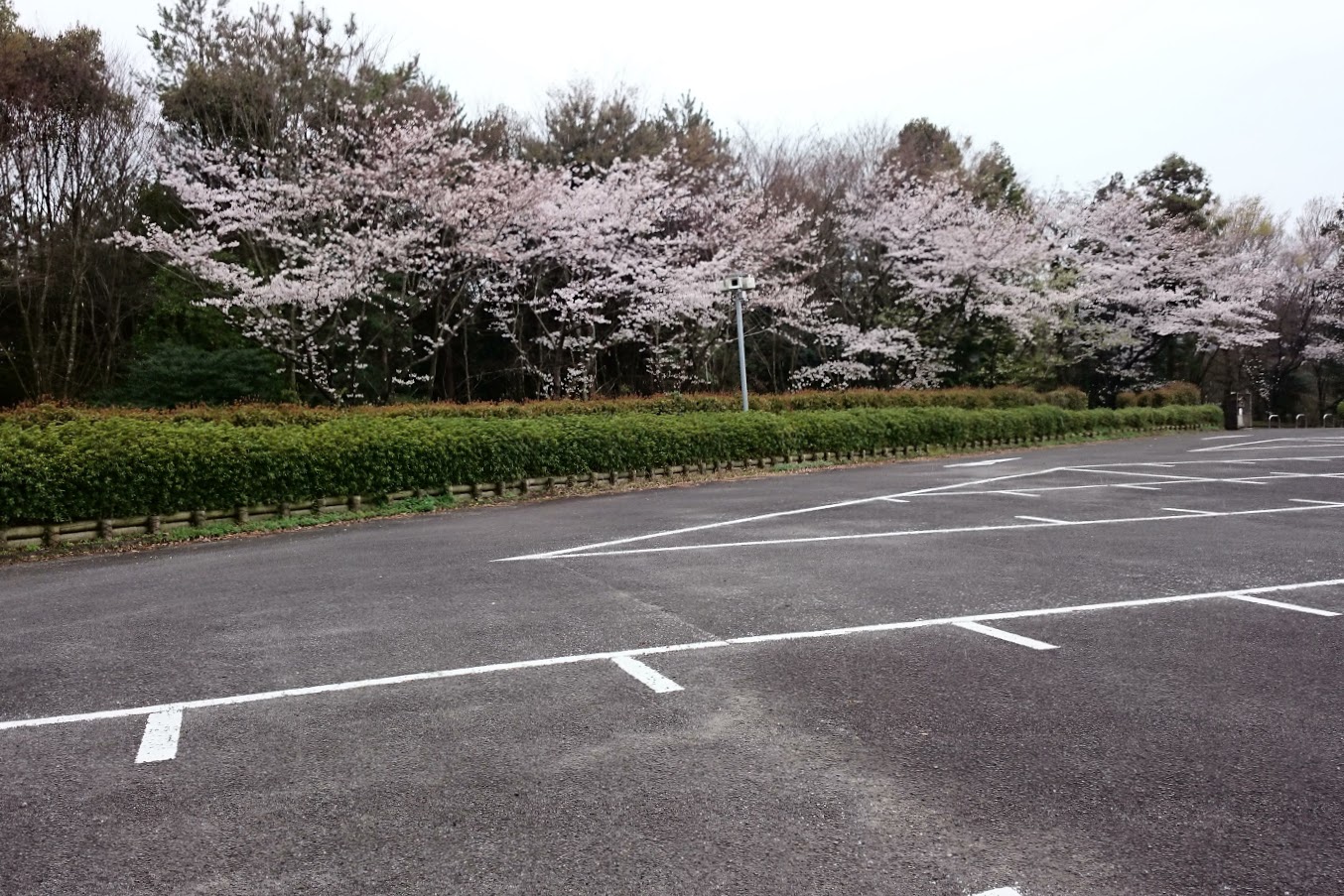 満濃池森林公園駐車場の桜