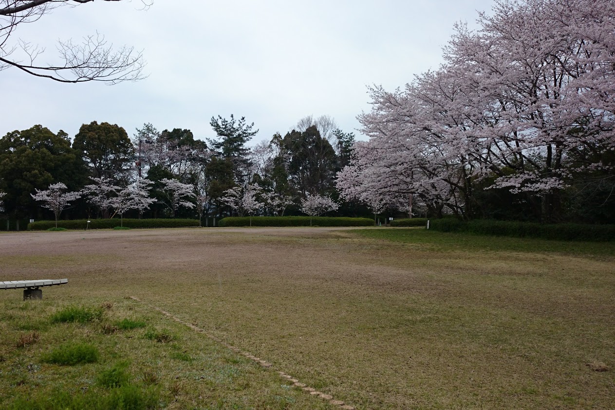 満濃池森林公園の桜