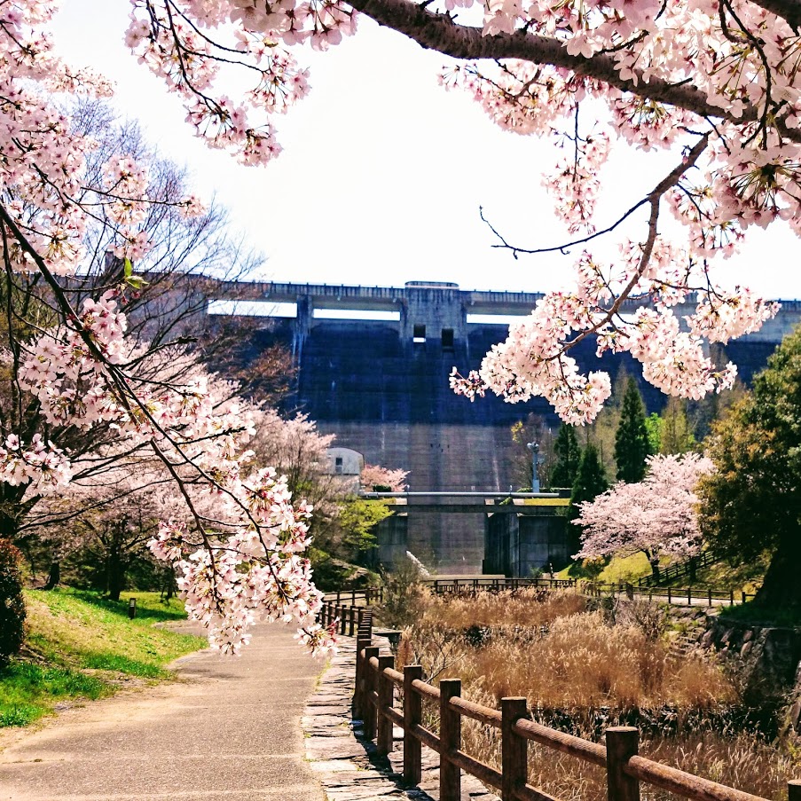 門入の郷の桜