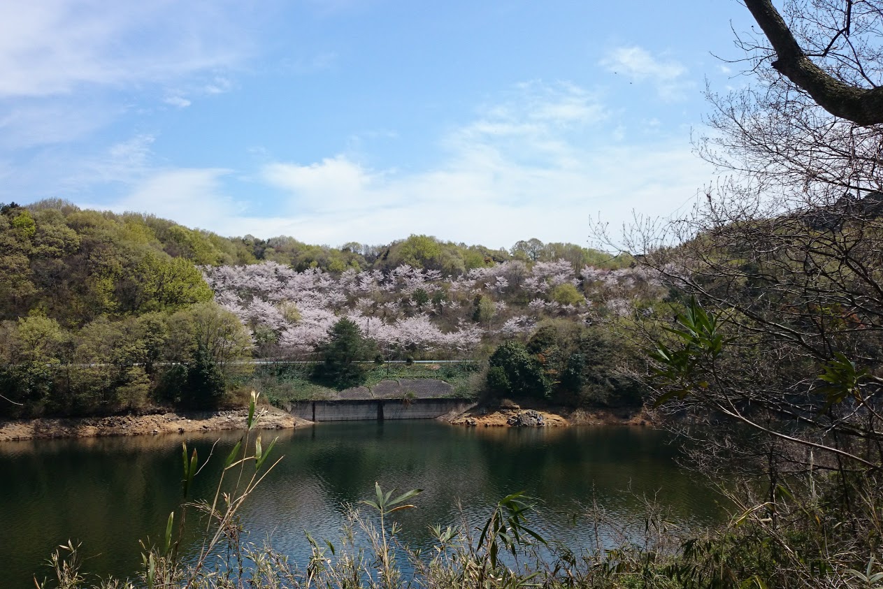 門入の郷岬の公園駐車場から見る桜