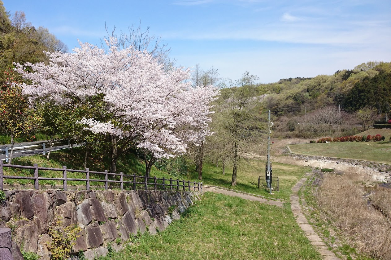 門入の郷水辺の公園西側の桜