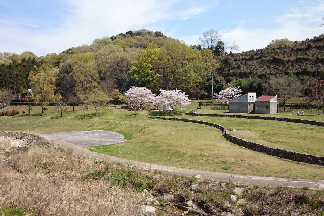 門入の郷水辺の公園西側から見る桜