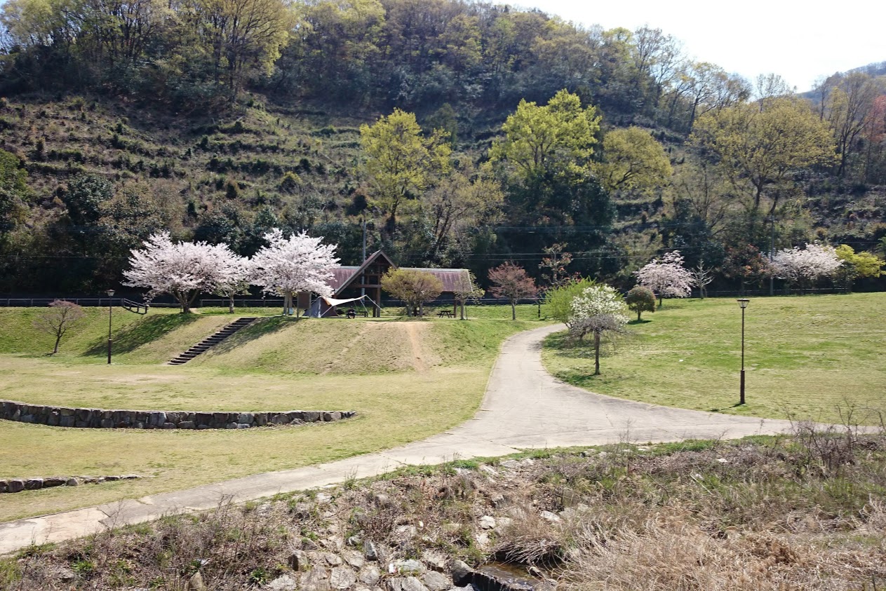 門入の郷水辺の公園キャンプ場西側から見る桜