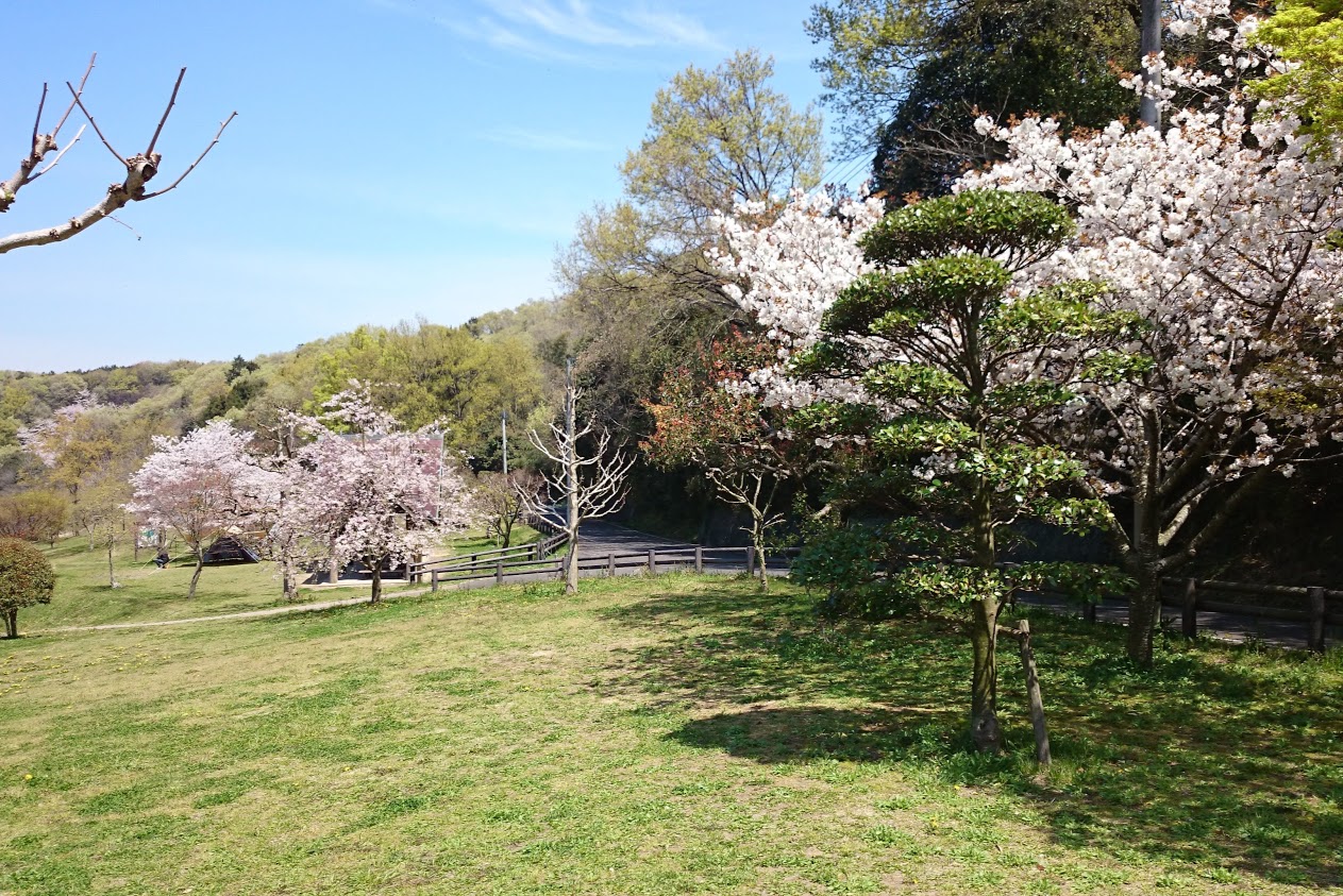 門入の郷水辺の公園の桜