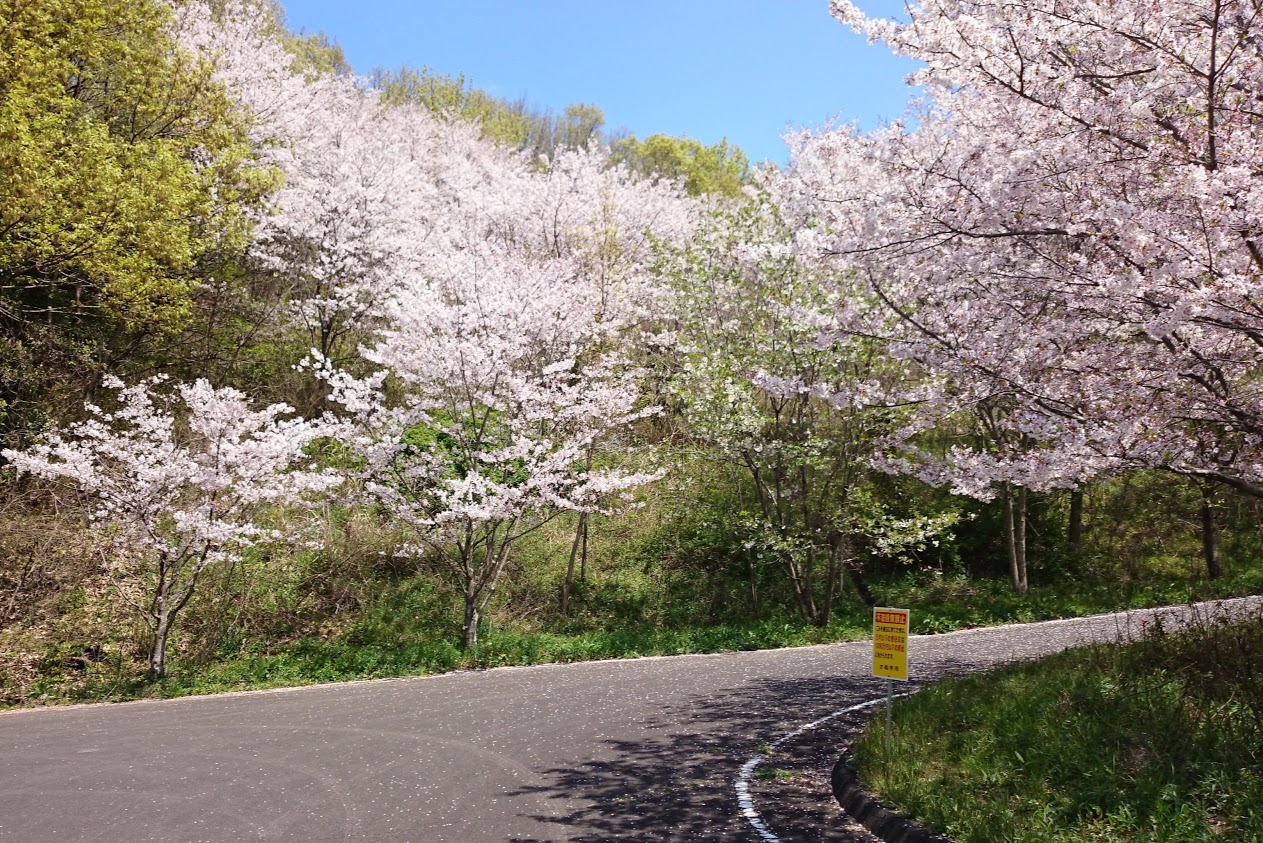 門入の郷あじさい公園手前の道に咲く桜