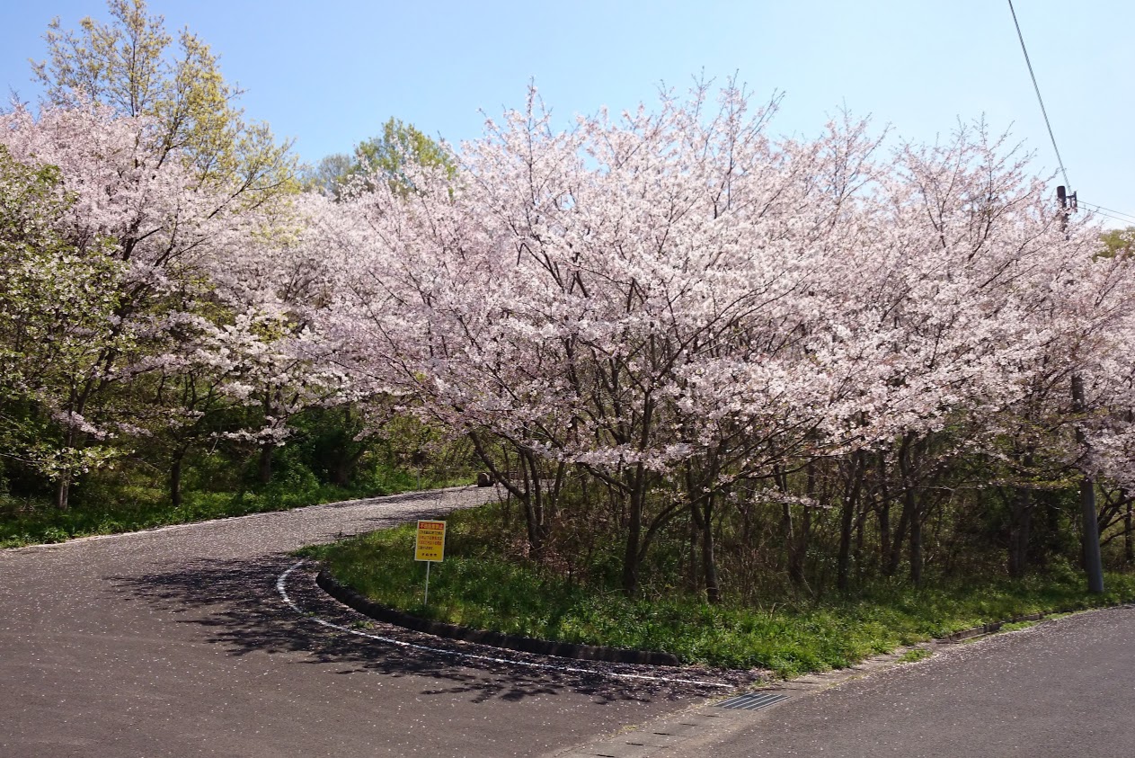 門入の郷あじさい公園手前の道の桜