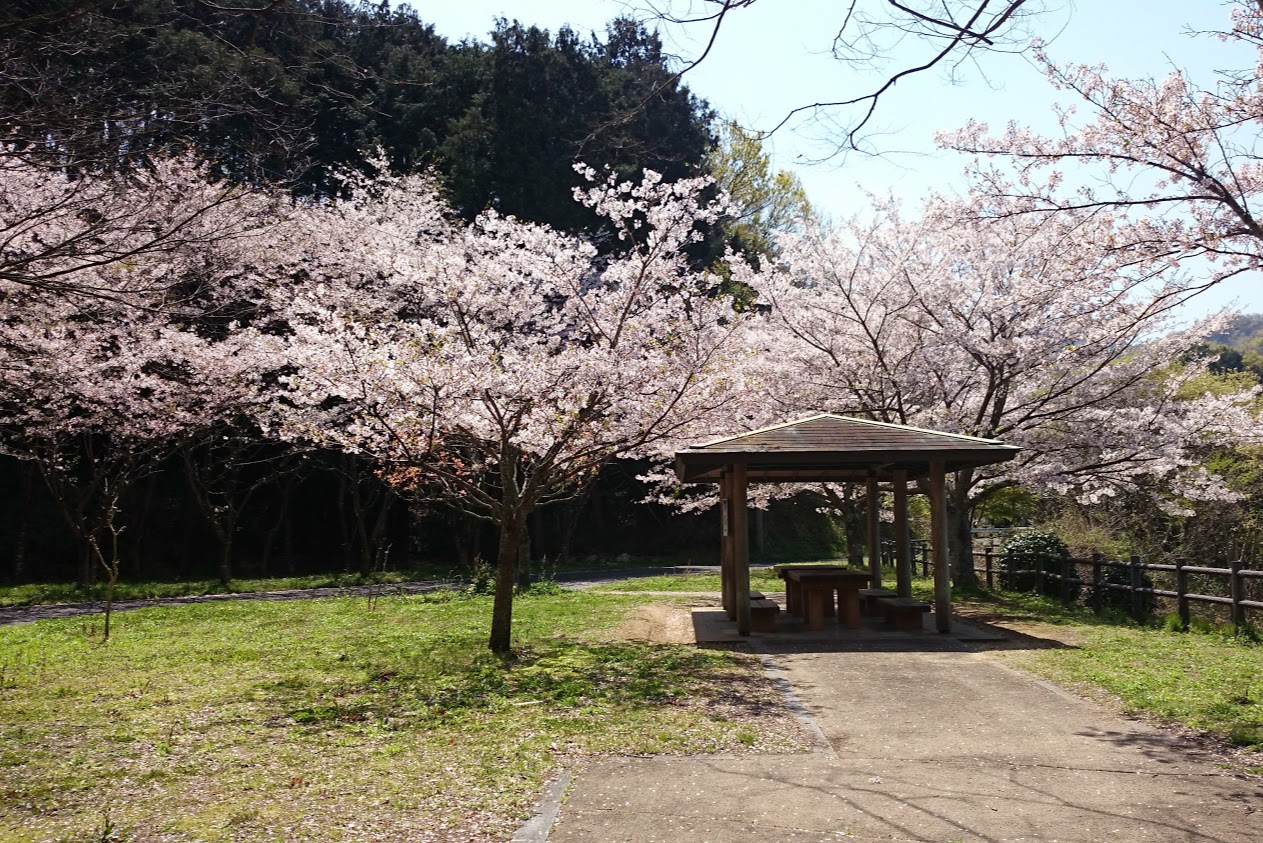門入の郷あじさい公園東屋の桜