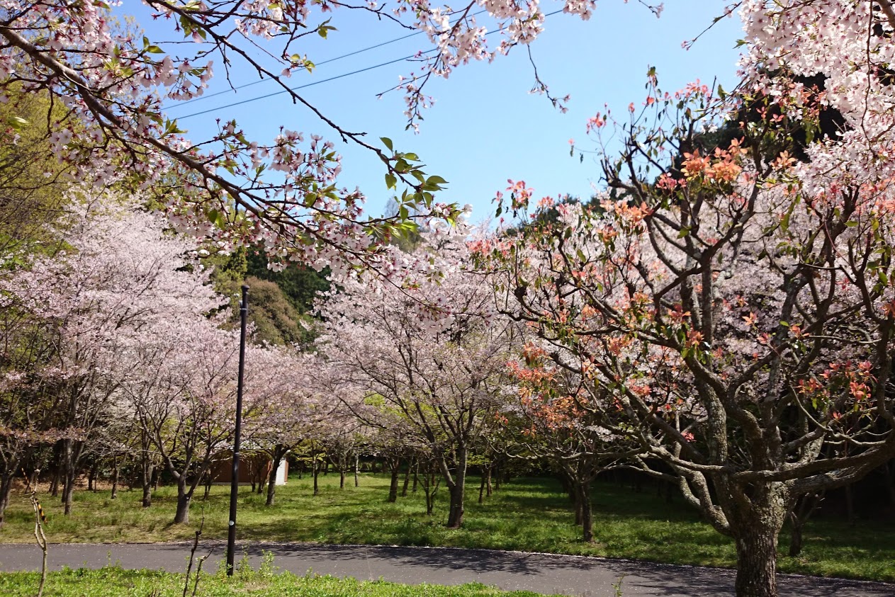 門入の郷あじさい公園の桜