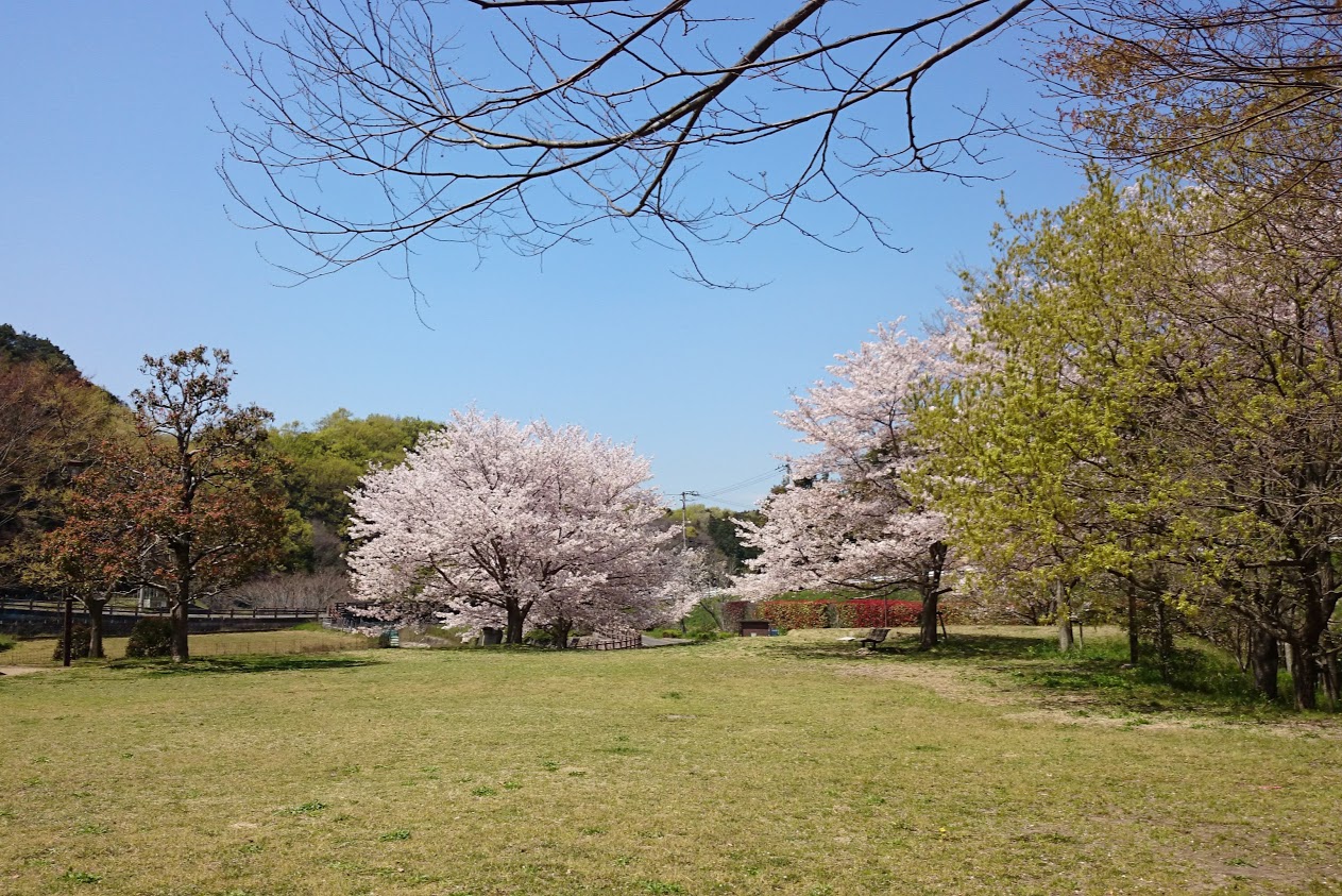門入の郷花の広場の桜
