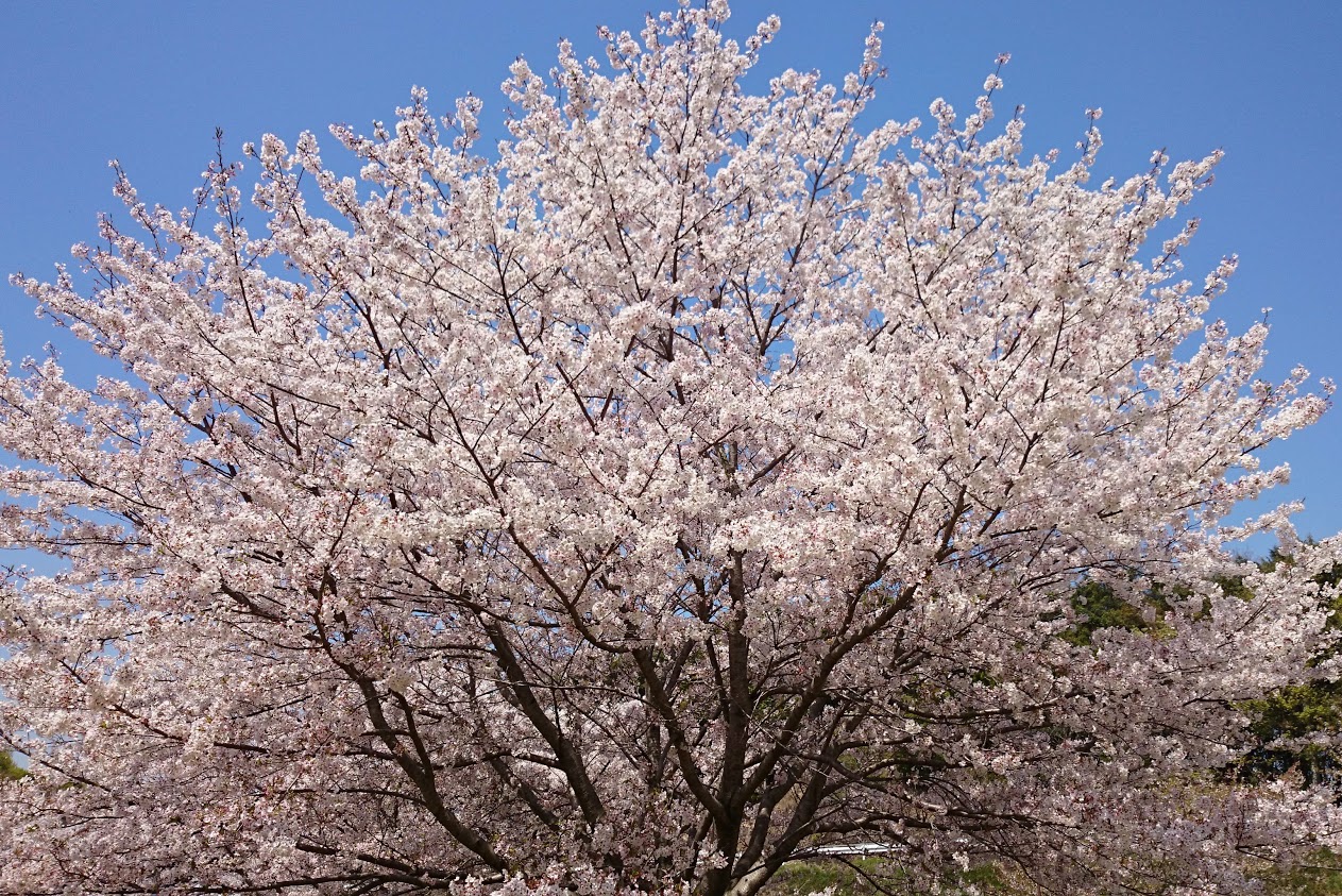 門入の郷花の広場の満開の桜