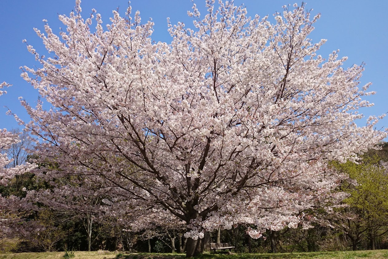 門入ダム花の広場北側の駐車場の桜