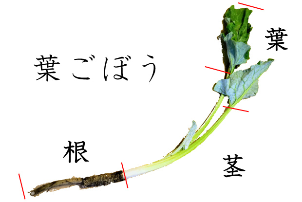 葉ごぼうは天ぷらに となりのかがわさん 香川の食卓