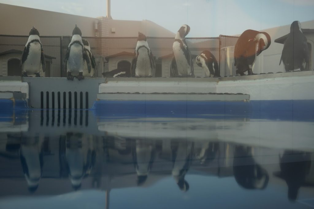四国水族館　ペンギン