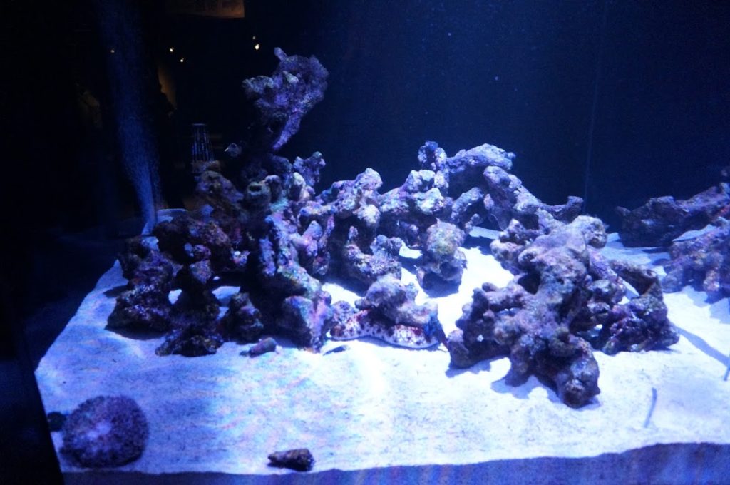 四国水族館サンゴの世界の景フリソデエビ