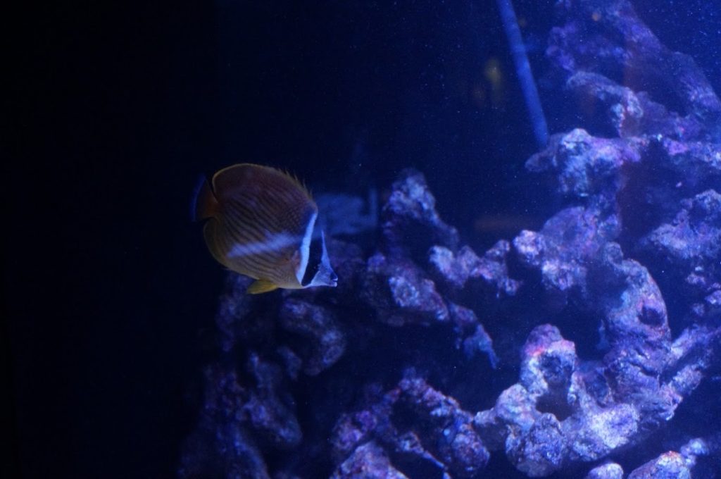 四国水族館サンゴの世界の景チョウチョウウオ