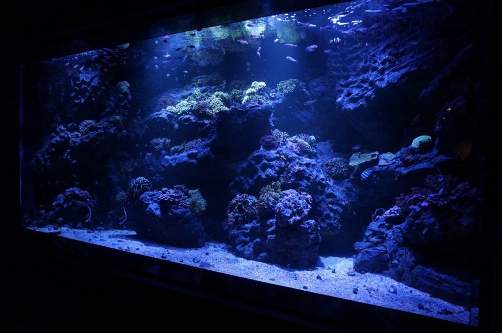 四国水族館　造礁サンゴの景　ミドリイシ