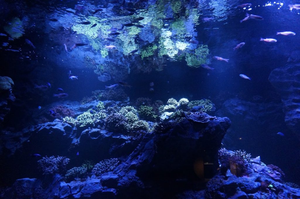 四国水族館　造礁サンゴの景　ミドリイシ