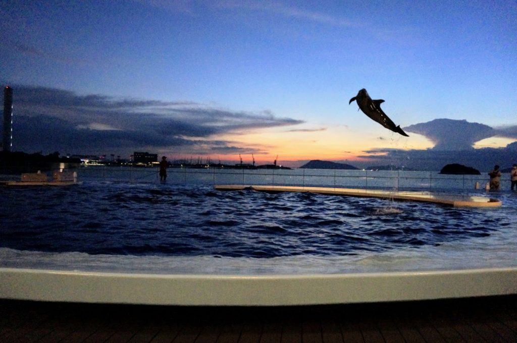 四国水族館　日没後の海豚プール