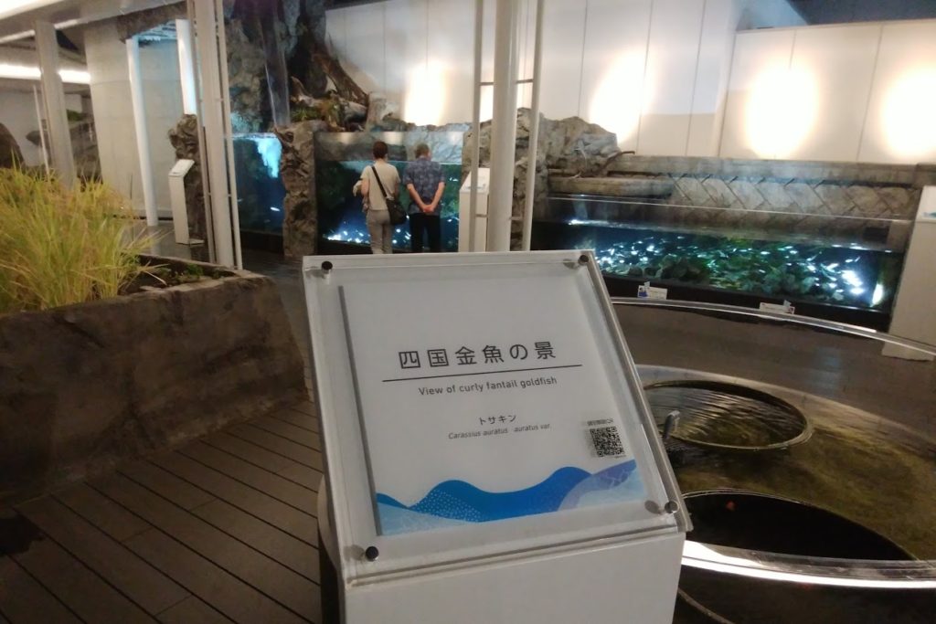 四国水族館　淡水ゾーン　四国金魚の景