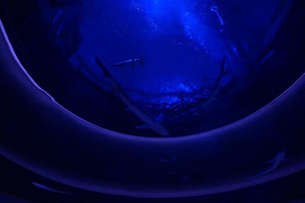四国水族館　赤シュモクザメの水槽