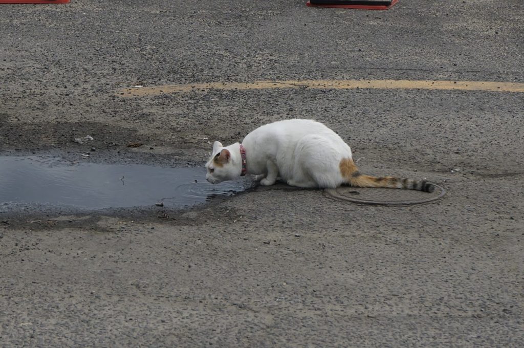 日本ドルフィンセンターの猫