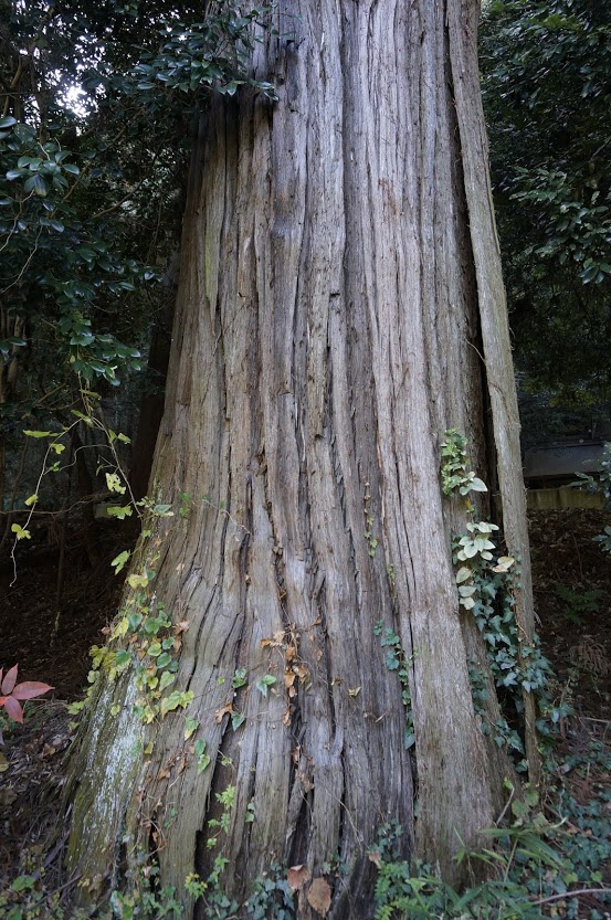 讃岐十景天川神社杉の木