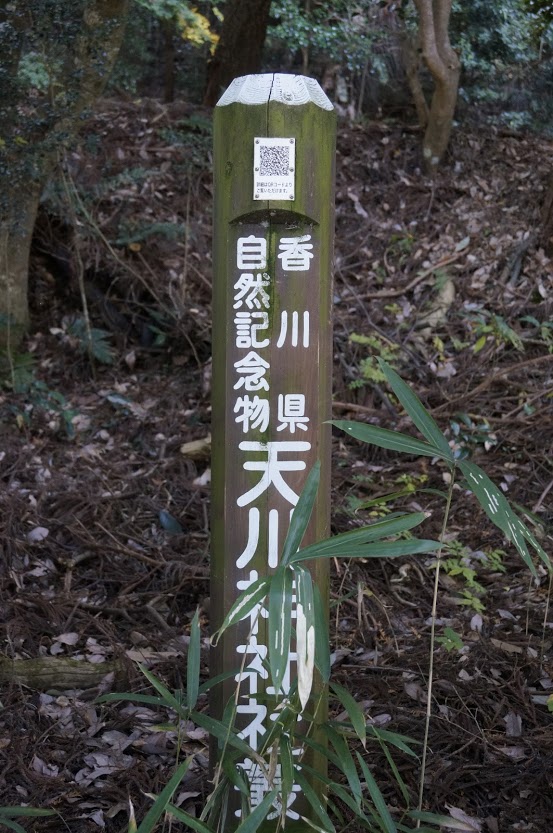 香川県自然記念物天川神社