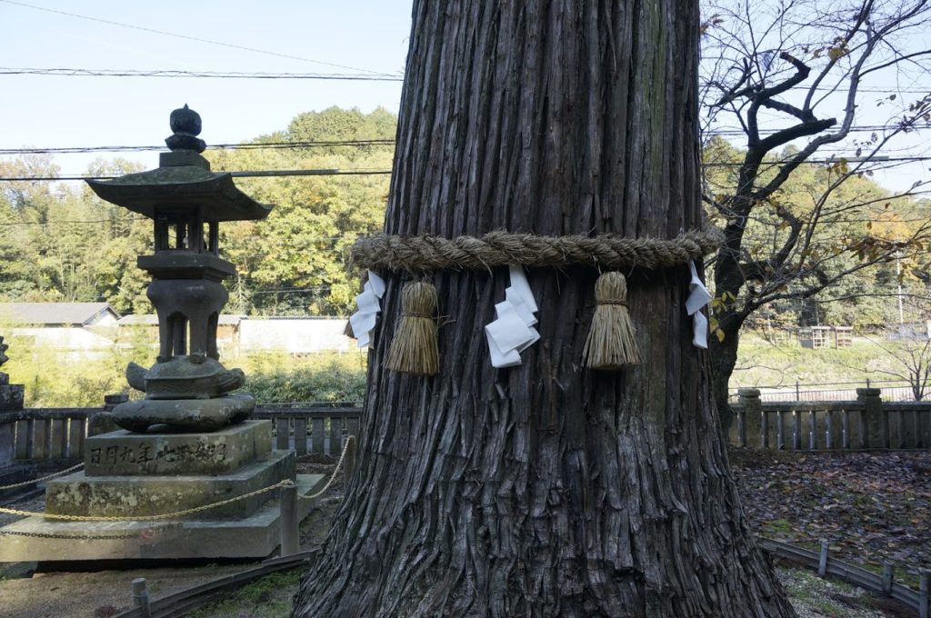 天川神社社叢の杉の木