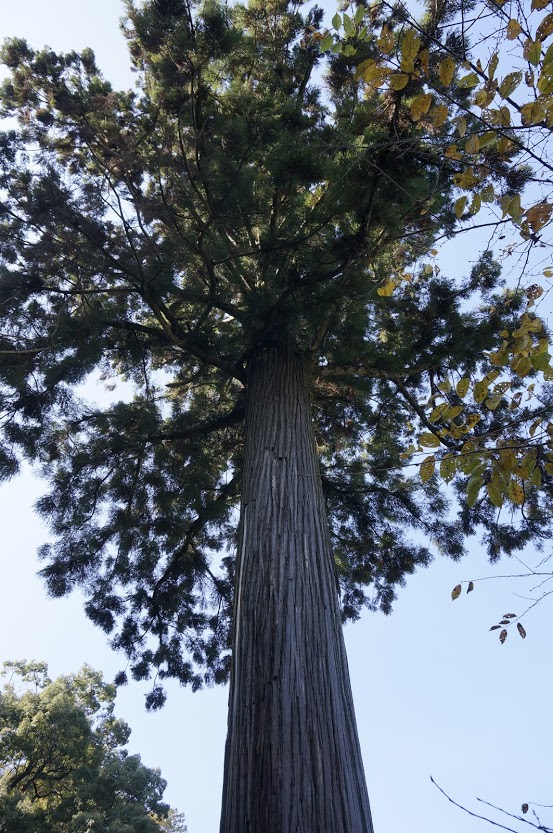 天川神社社叢の杉の木