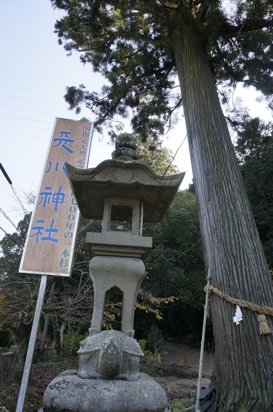 天川神社の杉