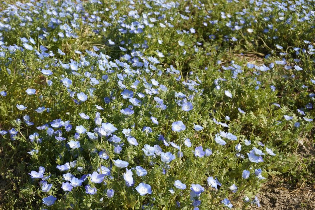 花巡りの丘でネモフィラ となりのかがわさん 香川の観光地
