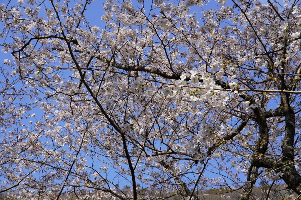神谷神社奥に桜が見える