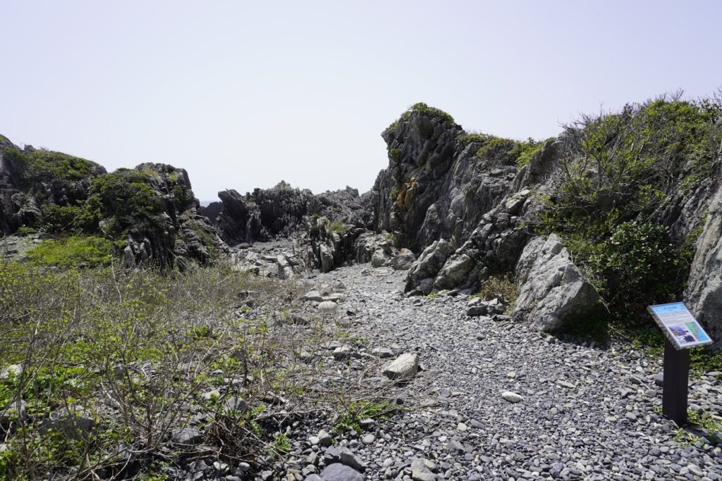 室戸岬海岸　タービダイト層