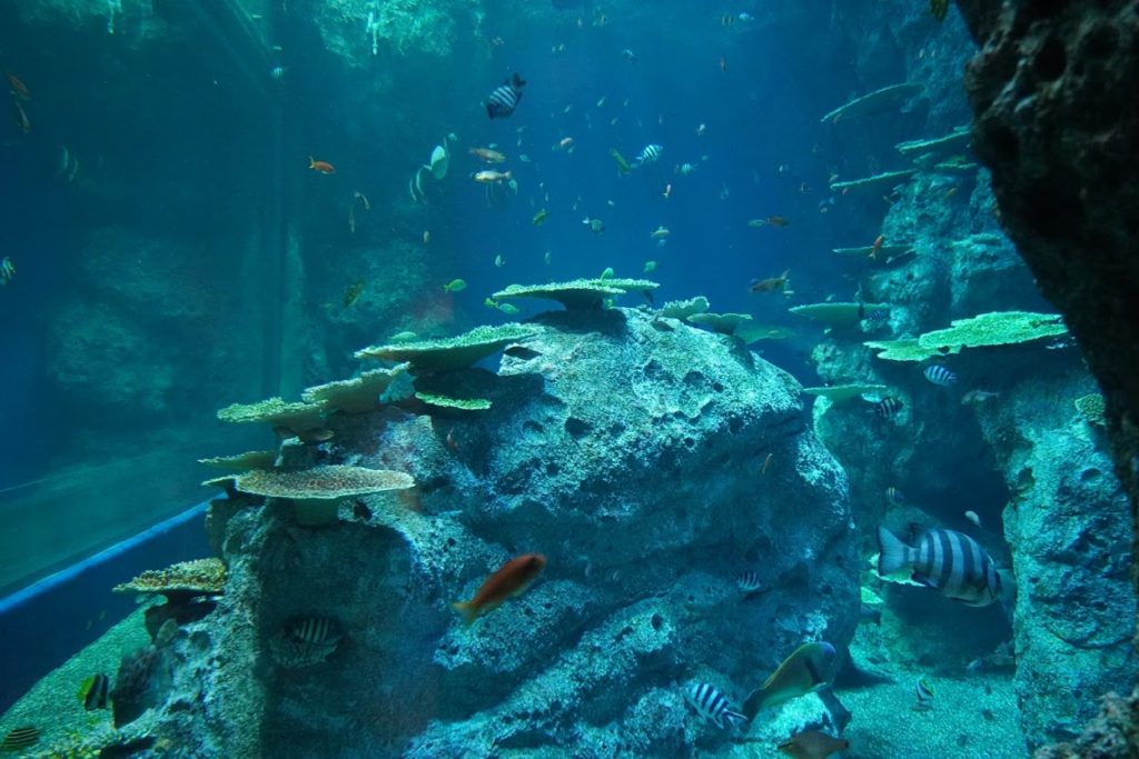 竜串湾大水槽の魚たち
