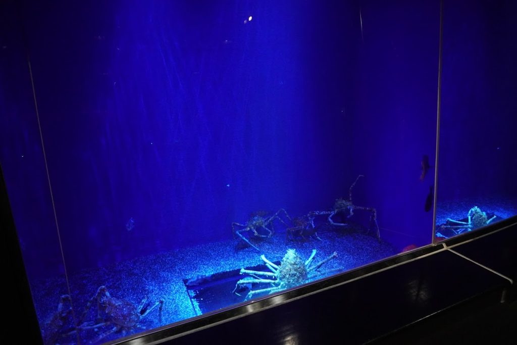 足摺海洋館　深海の水槽