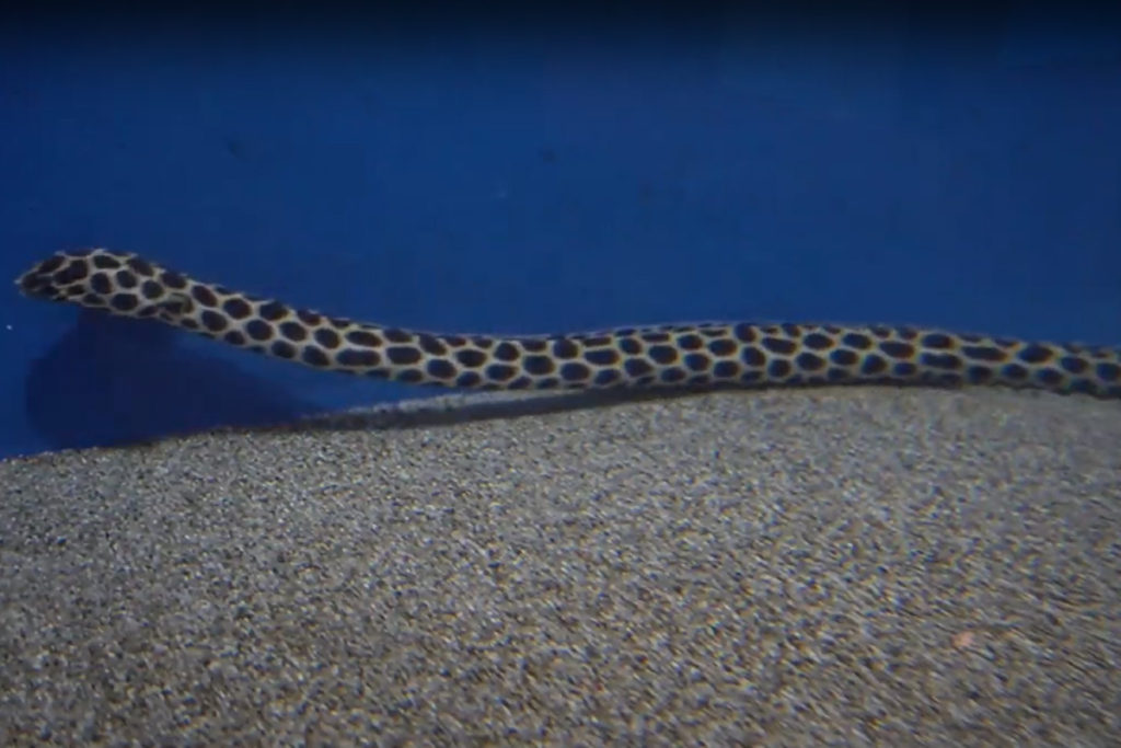 外洋の水槽　ゴイシウミヘビ
