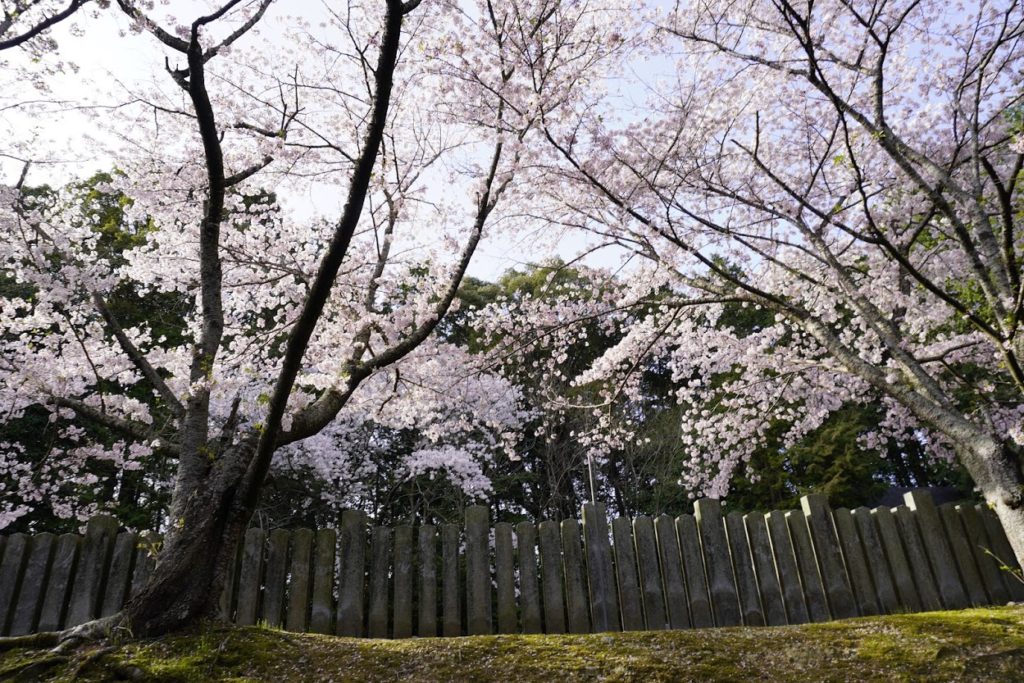 亀鶴公園の桜