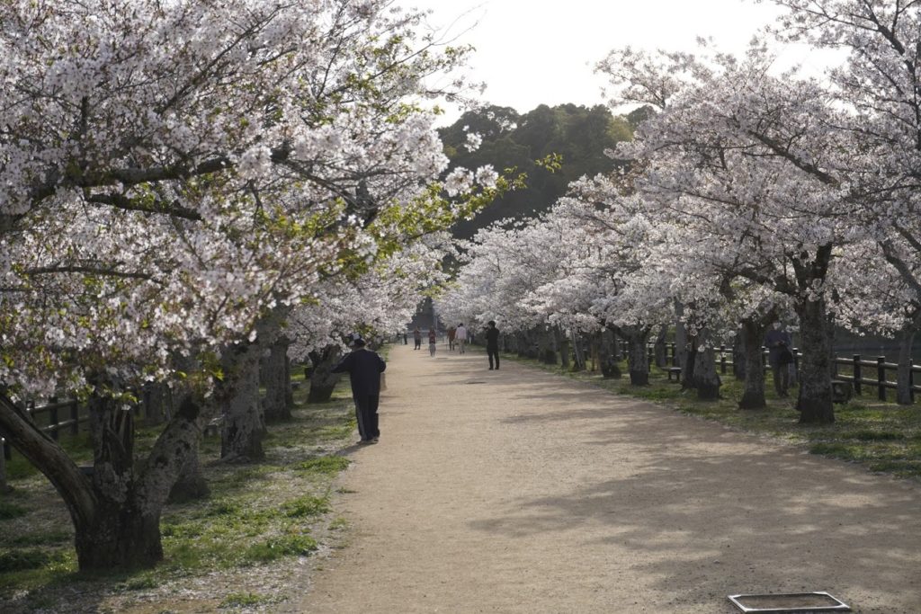 鶴亀公園の桜