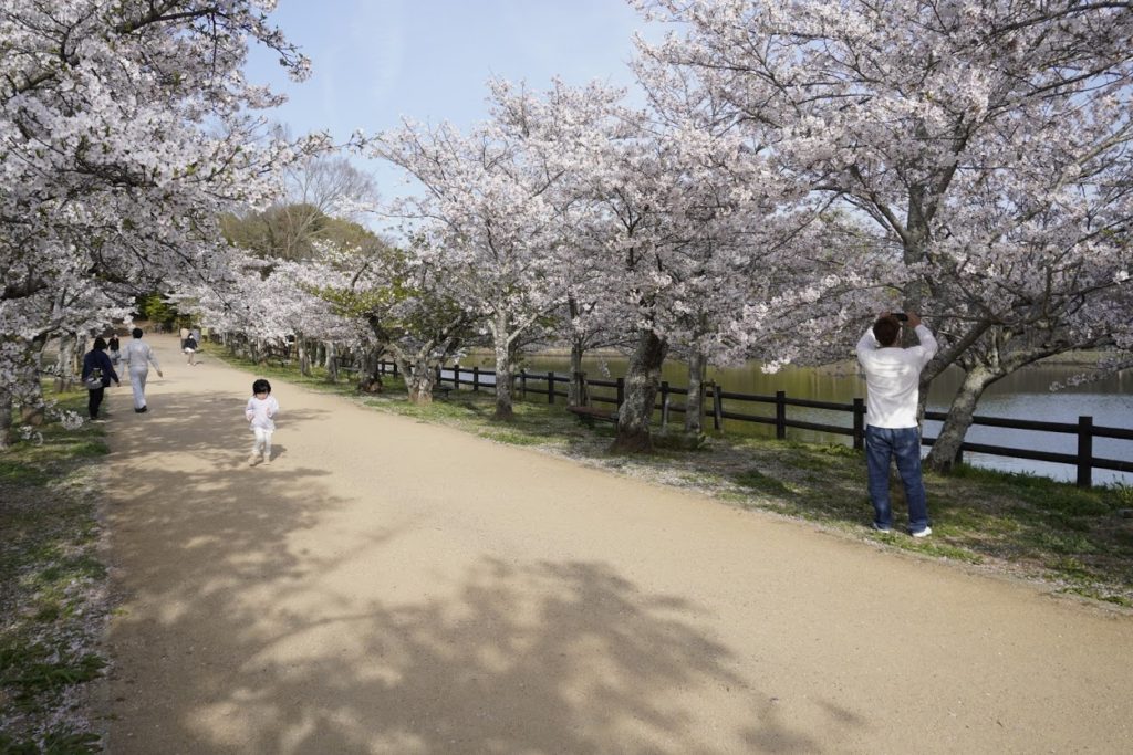 鶴亀公園の桜