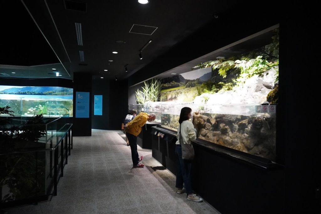 足摺海洋館SATOUMI 2階　1ｂ渓流の展示