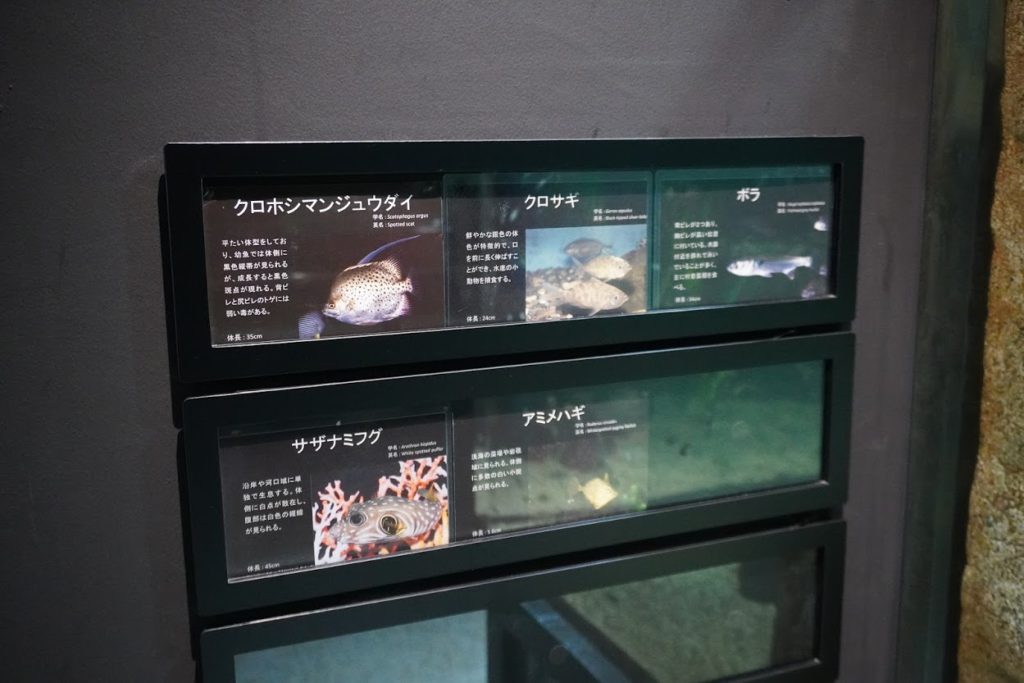 足摺海洋館SATOUMI 河口の展示
