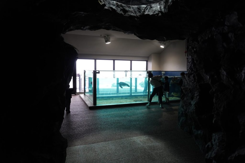 足摺海洋館SATOUMI　2プロローグ　ウミガメ