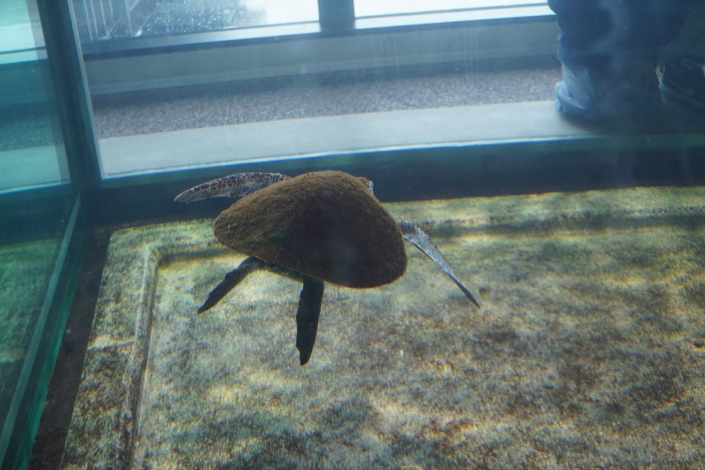 足摺海洋館SATOUMI　ウミガメの水槽