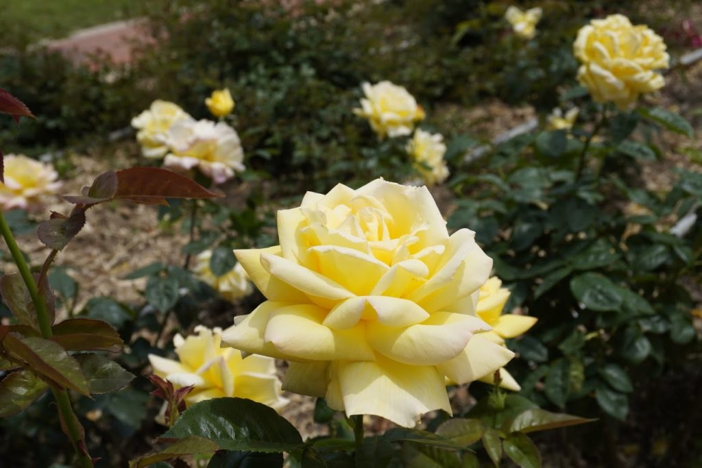 亀水バラ園の黄色いバラ