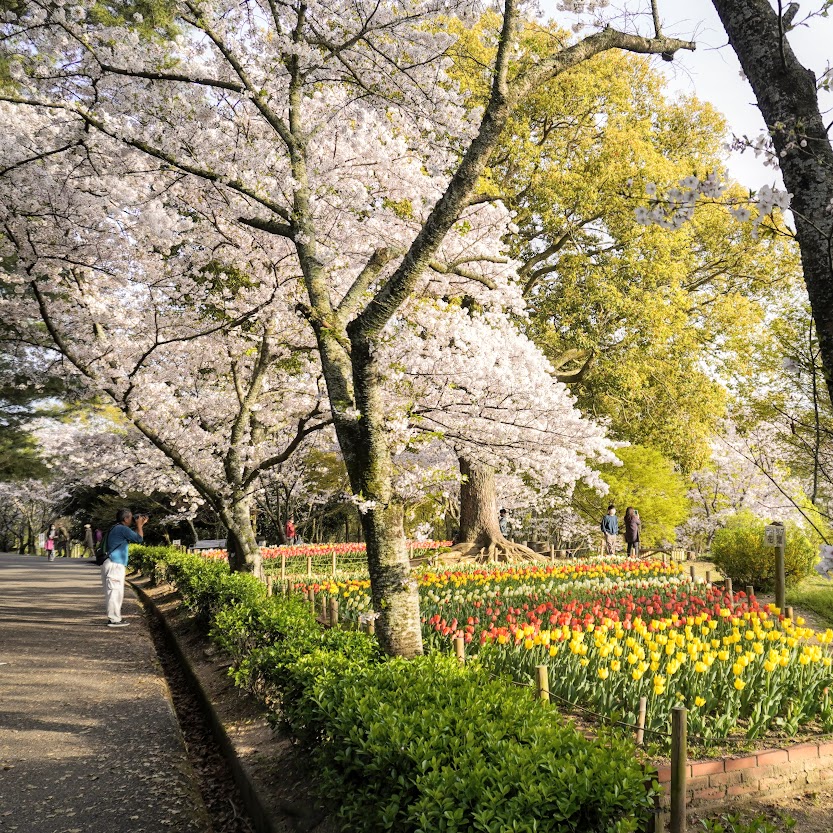 公渕公園の桜